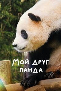 Мой друг панда Мой друг панда