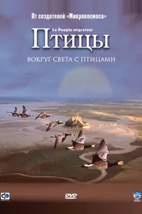 Птицы Птицы