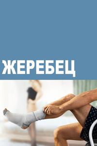 Жеребец Жеребец